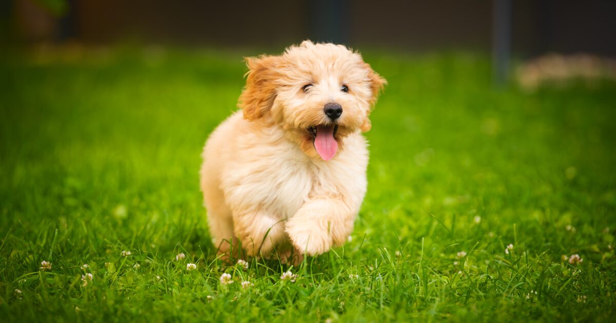 ポジティブな犬